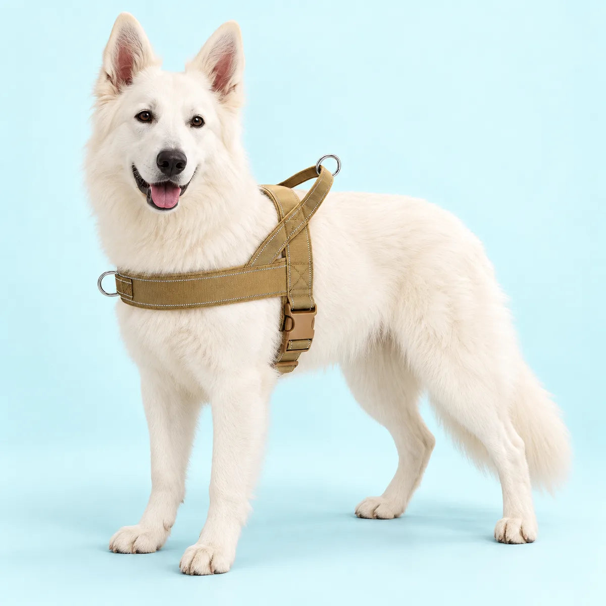 רועה שווייצרי לבן ברתמה טקטית בצבע חאקי, עם ידית אחיזה וטבעות מתכת